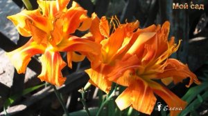 И вот уж август на дворе*    Мой сад