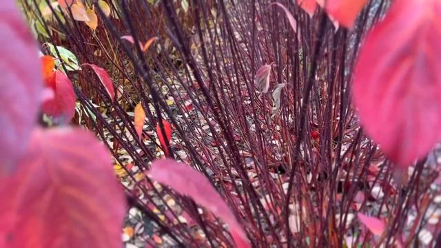 РАСТЕНИЯ ДЛЯ ЯРКОГО ЗИМНЕГО САДА смотреть онлайн