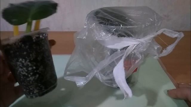 Лист фиалки - укореняем в тепличке и без нее! смотреть онлайн