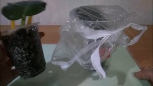 Лист фиалки - укореняем в тепличке и без нее!