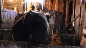 как взять мочу и  проверить корову  на стельность