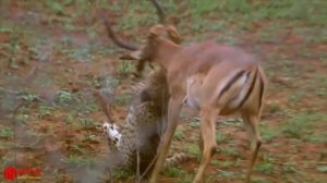 Гепард против Импала охоты || урок для детенышей гепарда