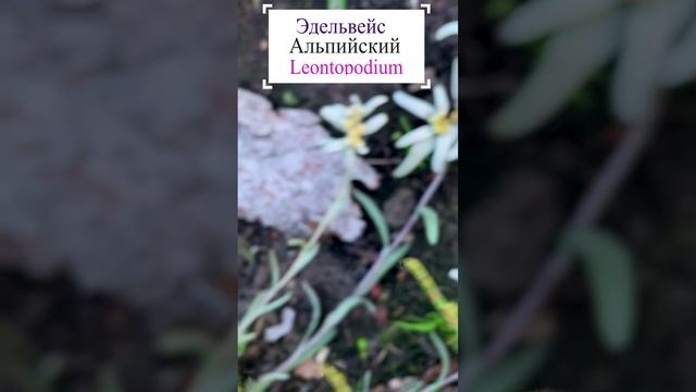 Эдельвейс альпийский - Leontopodium?.