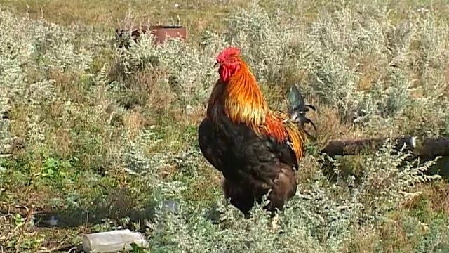 ЯМСКАЯ СТЕПЬ 1а смотреть онлайн