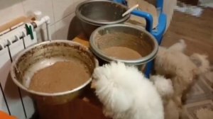 Собаки помогают готовить корм курам