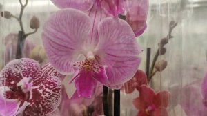№210/ Много красивых, свежих орхидей в Планета Лета