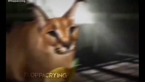 Я НЮХАЮ БЕБРУ 1 ЧАС ЭДИТ С ШЛЕПОЙ