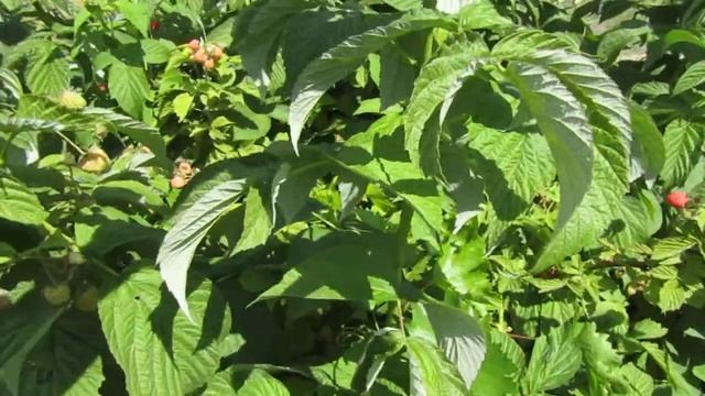 малина херитейдж смотреть онлайн