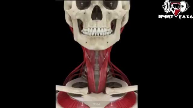 КАЧАЙ МОЩНУЮ ШЕЮ смотреть онлайн