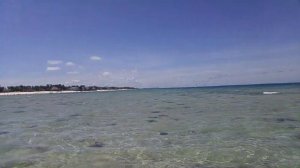 Занзибар, Nungwi. Морские звёзды, ежи во время большого отлива в Индийском океане.