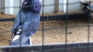 Маточник голубей Ивана Коропец