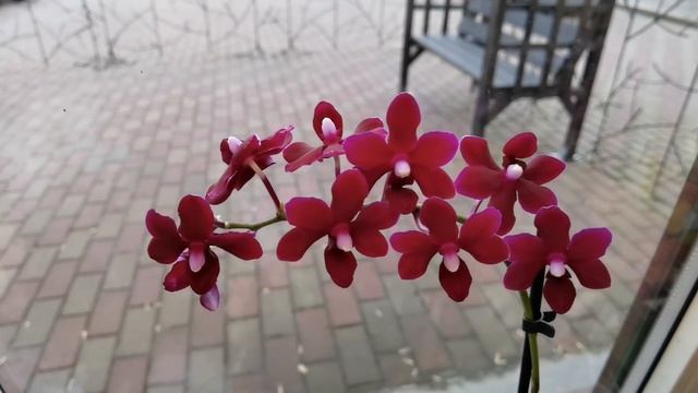 ХОЧУ ВСЁ! Новые орхидеи в СЦ по УДИВИТЕЛЬНЫМ ценам! смотреть онлайн