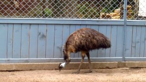 Семейство Эму