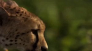 АЛАБАЙ против ГЕПАРДА ! КТО СИЛЬНЕЕ ?