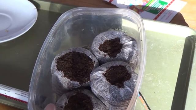 Бакопа. Сеем семенами.
