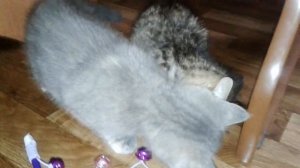 Как назвать котенка...