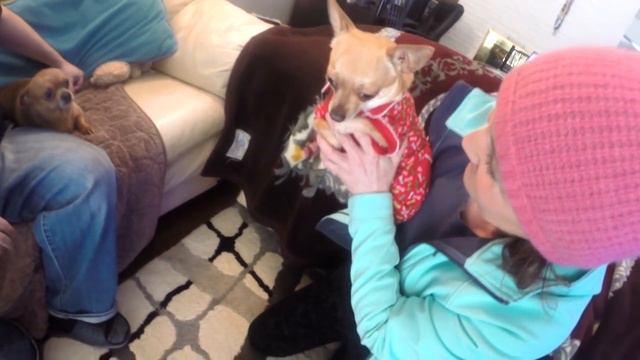 12.VLOG | Едем к невесте свататься. Позитив. Funny Chihuaha dating and mating смотреть онлайн