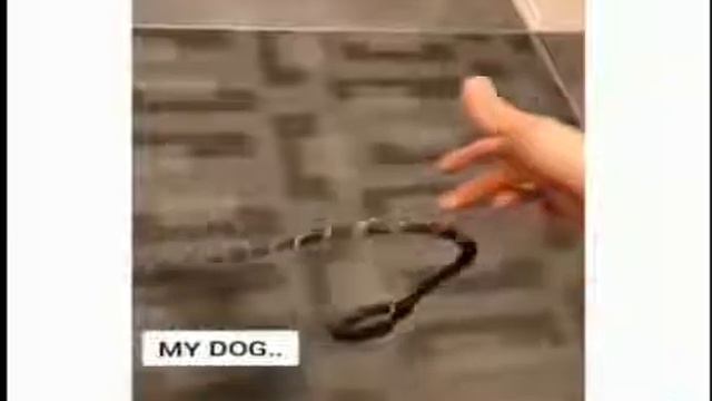 Есть 2 типа собак смотреть онлайн