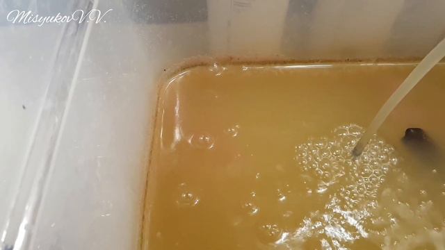 Дафния Моина. Содержание и разведение. смотреть онлайн