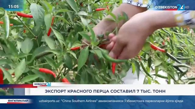 Экспорт красного стручкового перца из Узбекистана составил 7 тыс тонн на сумму 6 млн долларов США смотреть онлайн