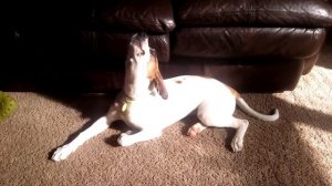 Boxer puppy howling. Щенок боксер воет.