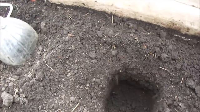 ОГУРЕЧНАЯ ГРЯДКА ВЕСНОЙ. СЕЮ ГОРЧИЦУ! смотреть онлайн