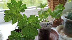 Кленовидная Герань. Пеларгония Стеллар. Зведчатый сорт