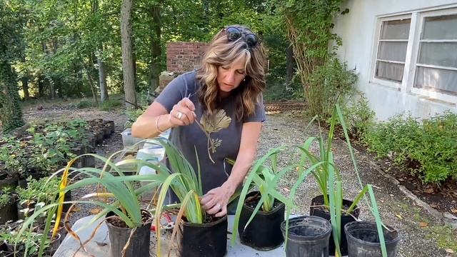 Trimming and Over Wintering Bearded Irises смотреть онлайн