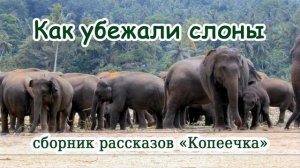 16. "Как убежали слоны" - детский христианский рассказ. Новая рубрика - Детская страничка