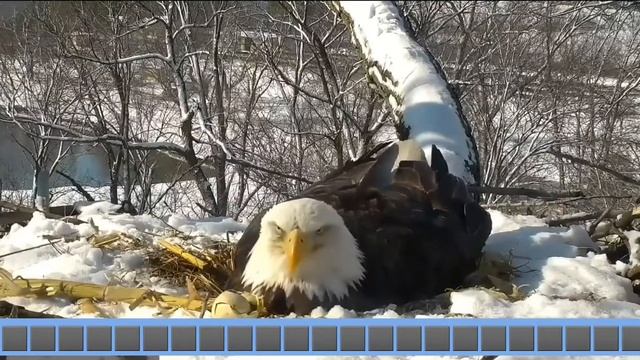 Гнездо. ОРЕЛ. ВИДНО ЧТО ОБЕДОМ СТАЛО яйцо смотреть онлайн