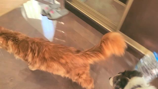 Кот мейнкун Гарри защищает свою территорию. смотреть онлайн