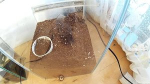 #124 ПАУК КОПАЕТ НОРУ!!! SPIDER DIGS A HOLE