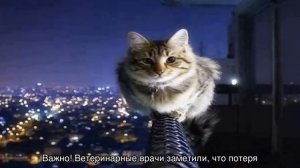 Что будет если коту обрезать усы: отрастут ли они заново