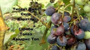 Болезни винограда Описание Обработка лозы винограда от грибковых инфекций