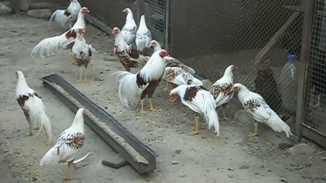 Декоративные куры. 2018