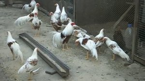 Декоративные куры. 2018