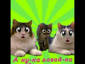 А ну-ка Давай-ка. Питомцы #анукадавайка