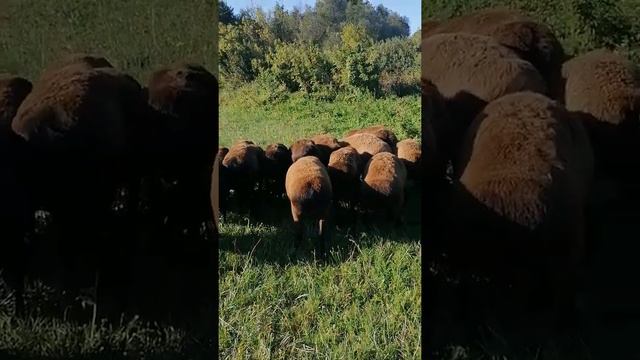 гиссарские овцы на выпасе 23.08.22 года смотреть онлайн