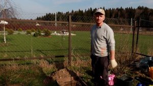 83_Сажаем малину и розы.