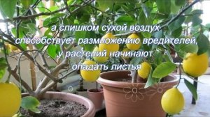 Комнатные растения для южного окна