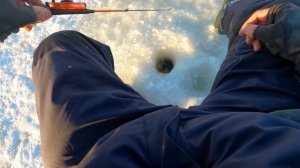 ЛОВЛЯ ОГРОМНЫХ ОКУНЕЙ НА БАЛАНСИР В КОРЯЖНИКЕ. ЛУЧШИЕ БАЛАНСИРЫ ДЛЯ ОКУНЯ. ВОЛГА.