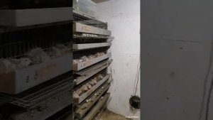 Феникс и Техас в 30д. преимущества у Феникса и минусы#феникс #перепела #техас. ссылка в описании