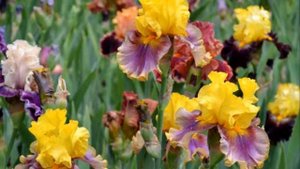 ПОСАДИТЕ ИРИСЫ В САДУ