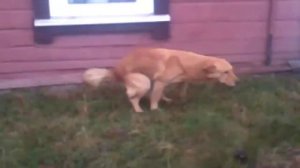 Прикол! Собака срёт