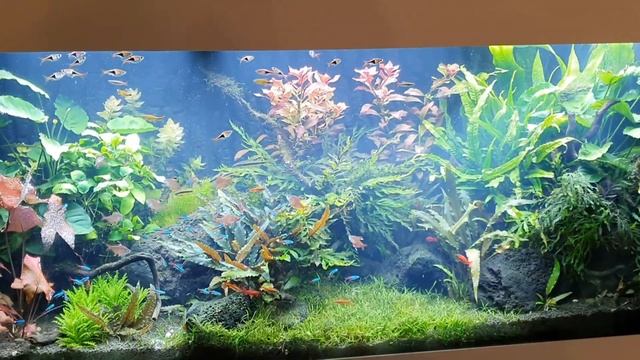 Кристально чистая вода в аквариуме. Растительный аквариум Juwel 450 l на грунте ADA. Часть 46. смотреть онлайн
