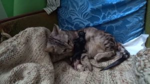 Как рожают кошки? Первые роды нашей кошки, рождение котят