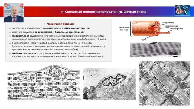 Биология тканей - лекция №8. Гистофизиология мышечных тканей смотреть онлайн