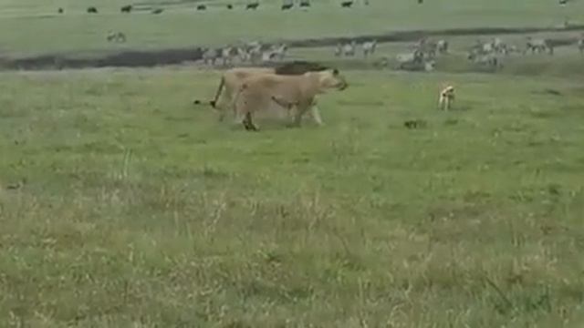 Собака гоняет Львов смотреть онлайн