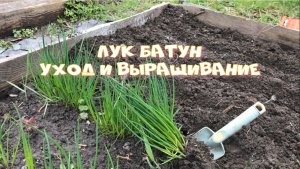 Многолетний Лук - батун уход и выращивание