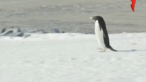 Улетное видео по русски. 18.11.2011